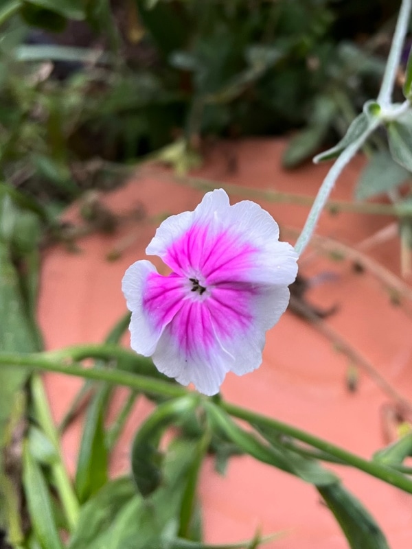 rose campion occulata, white with pink center flower