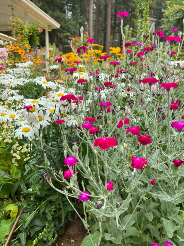 rose campion with daisies and rudbeckia in a cottage garden