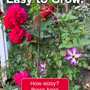 red roses on obelisk with clematis, text overlay read, Roses are easy to grow!, how easy?, press here, flower patch farmhouse dot com