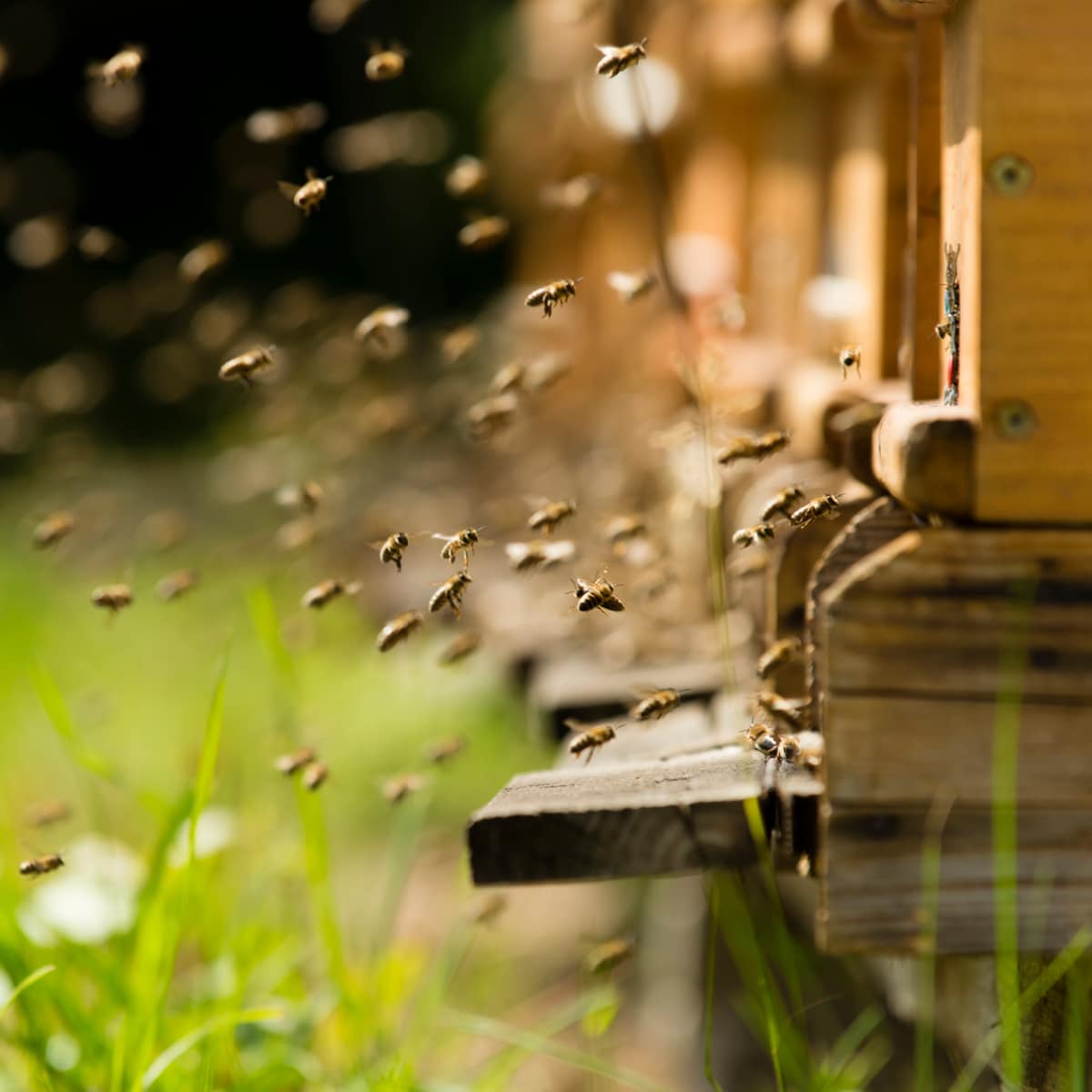 honey bees flying into a hive, types of bees