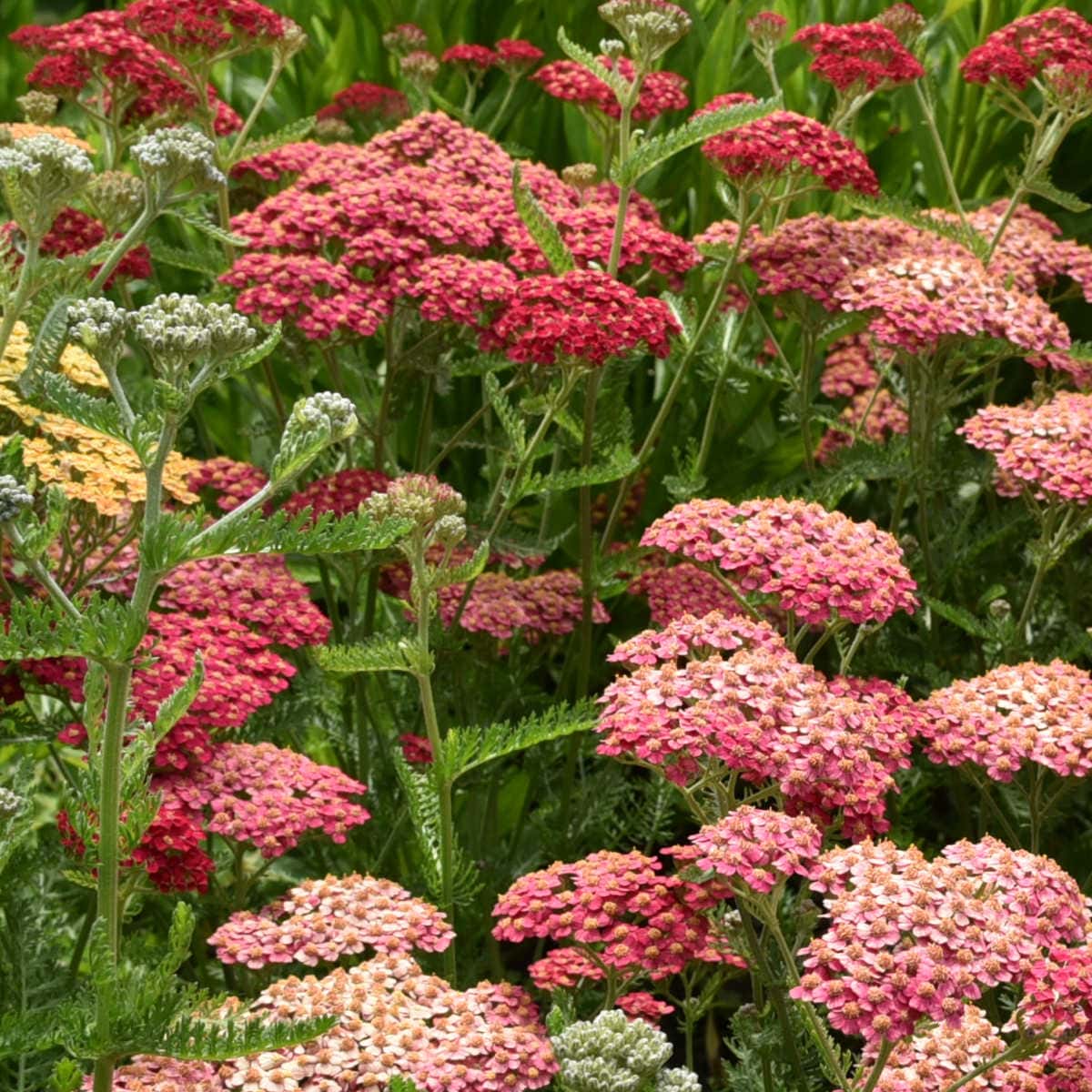 summer berries achillea yarrow growing in a botanical garden, winter sow yarrow