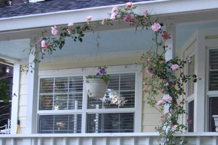Rambling about Rambler Roses - Flower Patch Farmhouse