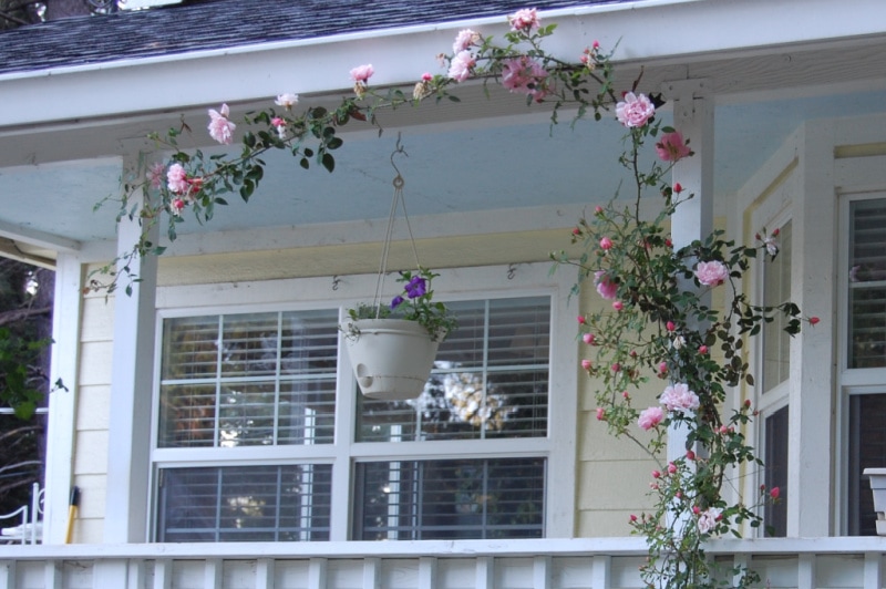 albertine rambler rose climbing a porch post