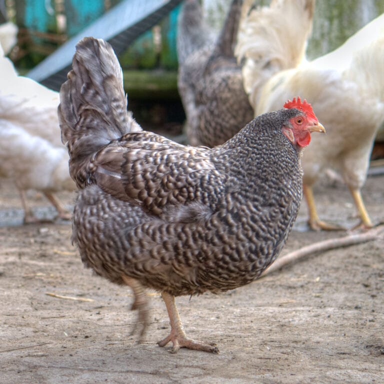 Barred Rock Chickens: A Smart Addition to Your Flock