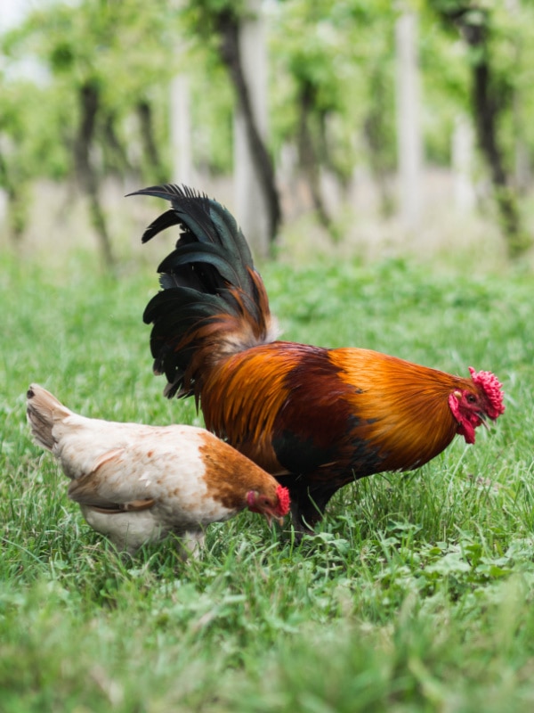 chickens in a field pecking grass