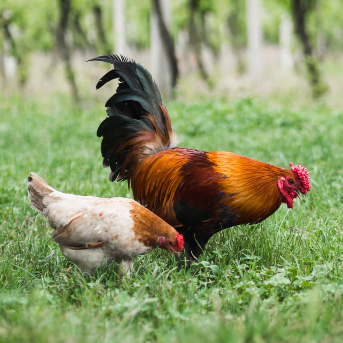 rooster and hen in field