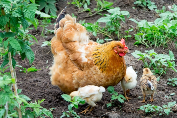 hen with chicks in the garden