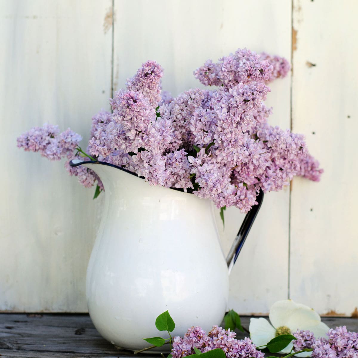 lilacs in a enamel ware pitcher