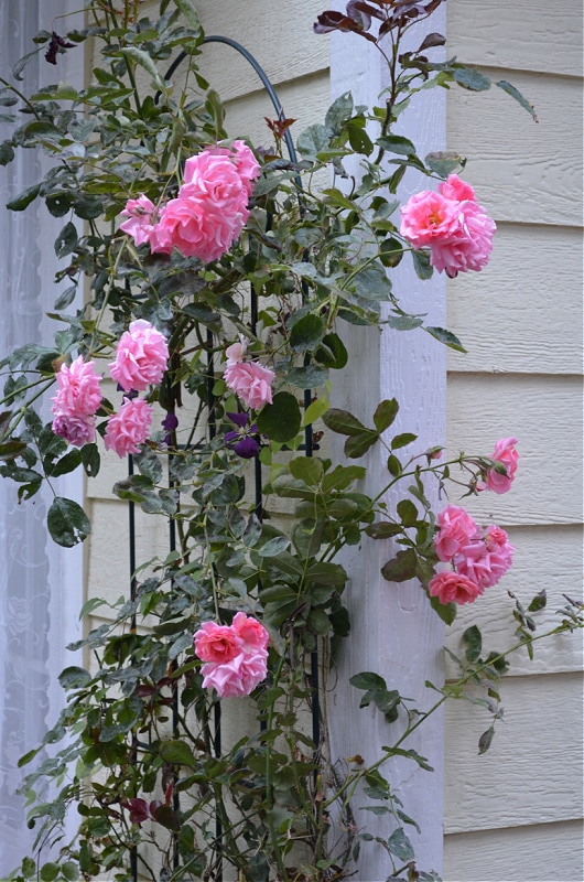 pink rose climbing trellis against a building