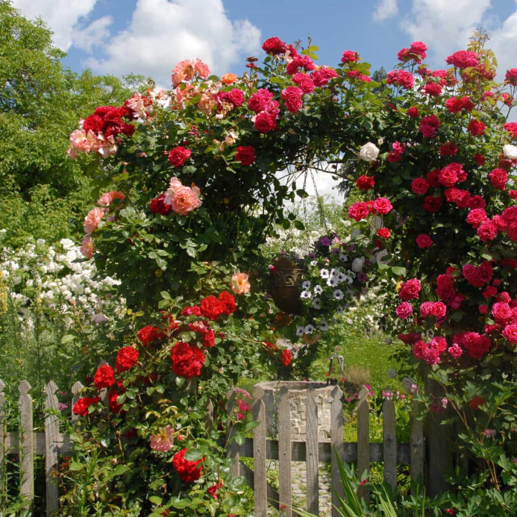 rambler rose on arbor over gate