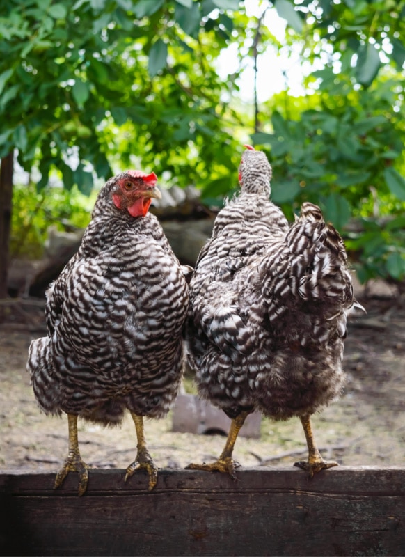 Columbian Plymouth Rock Chicken