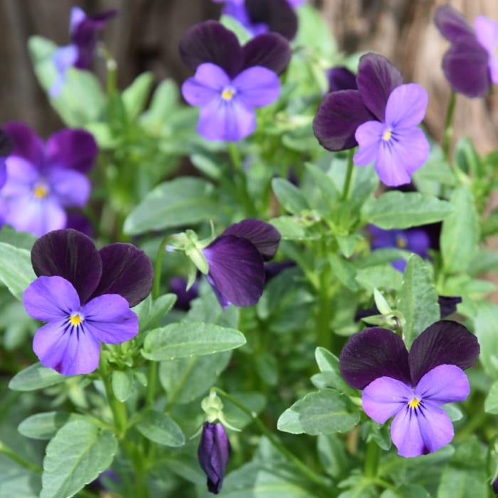 purple and lavender violas in a garden