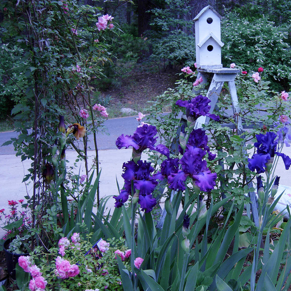 purple iris, pink roses in front of a old wood ladder with a white birdhouse on top