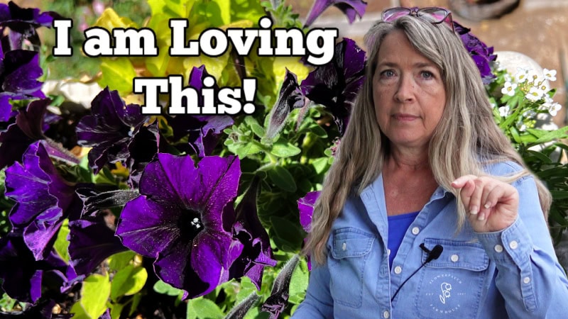 woman standing in front of purple petunias with text overlay: I am Loving This!