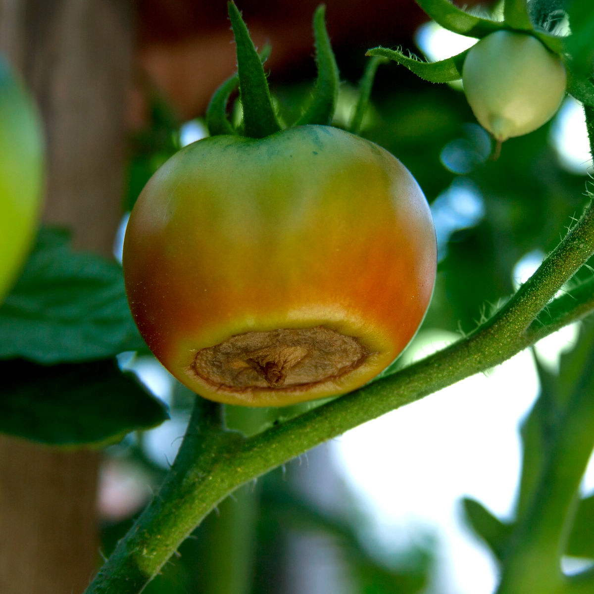 Prevent Blossom End Rot!