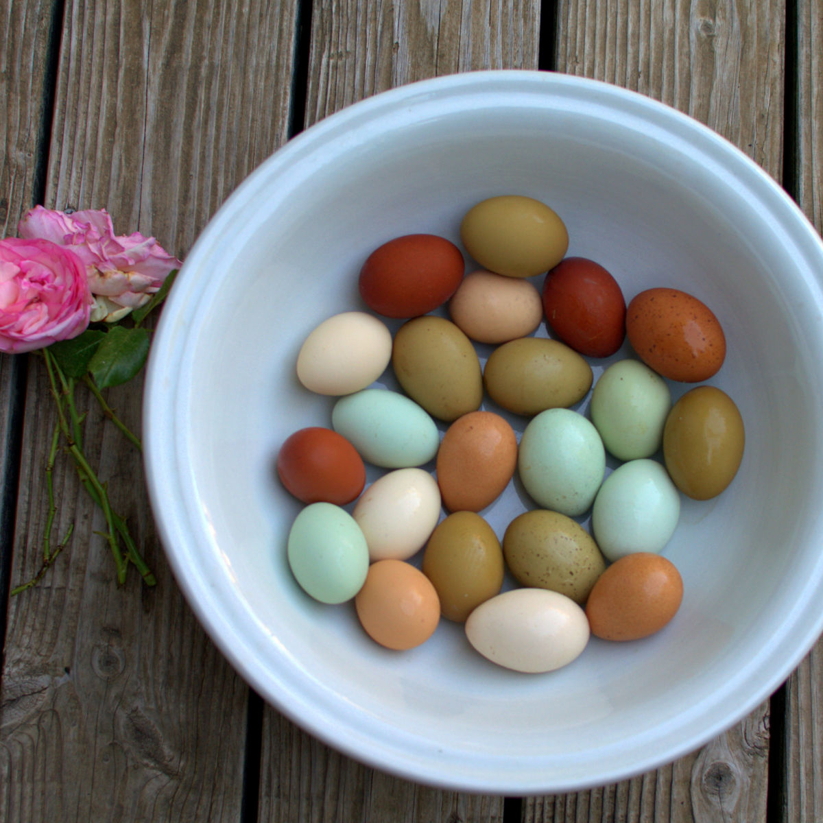 bowl of multiple color eggs with rose on wood surface, eggshells in the garden