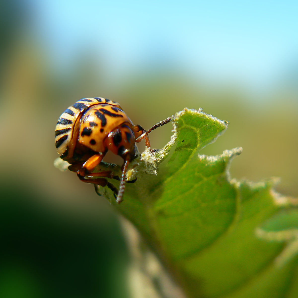 Potato Bug