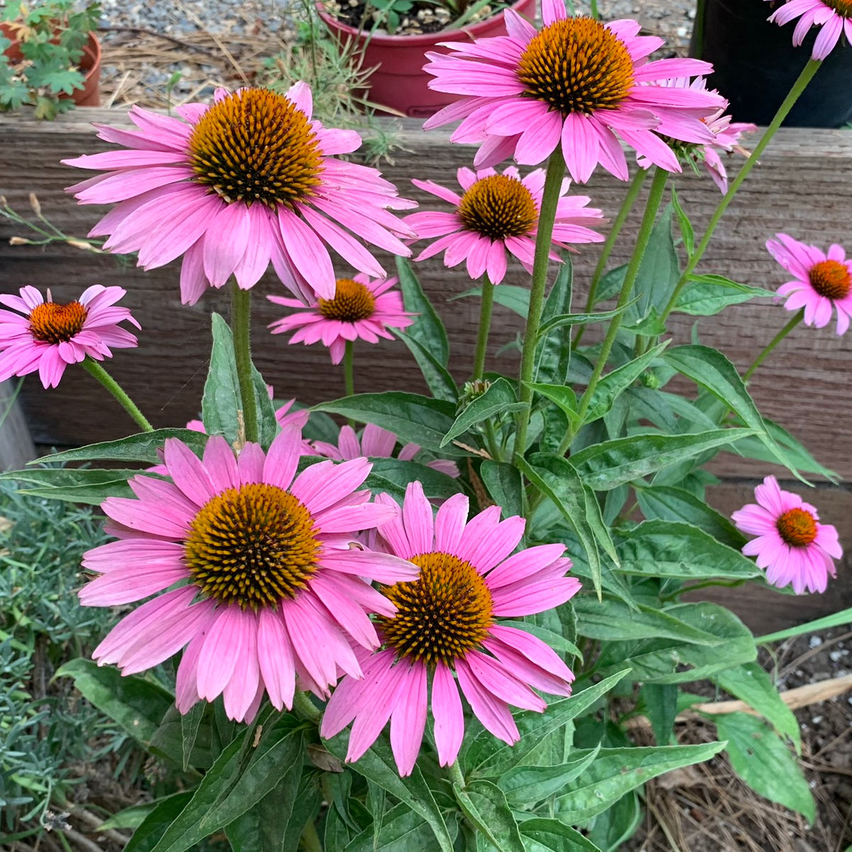 pink coneflower growing in the garden echinacea