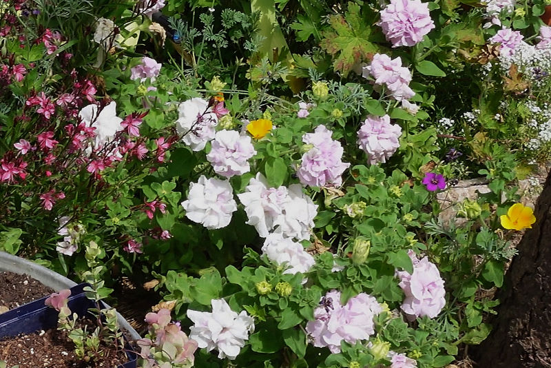 double petunias used as edging