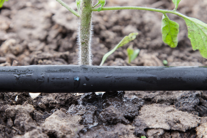 drip irrigation system at base of tomato plant,