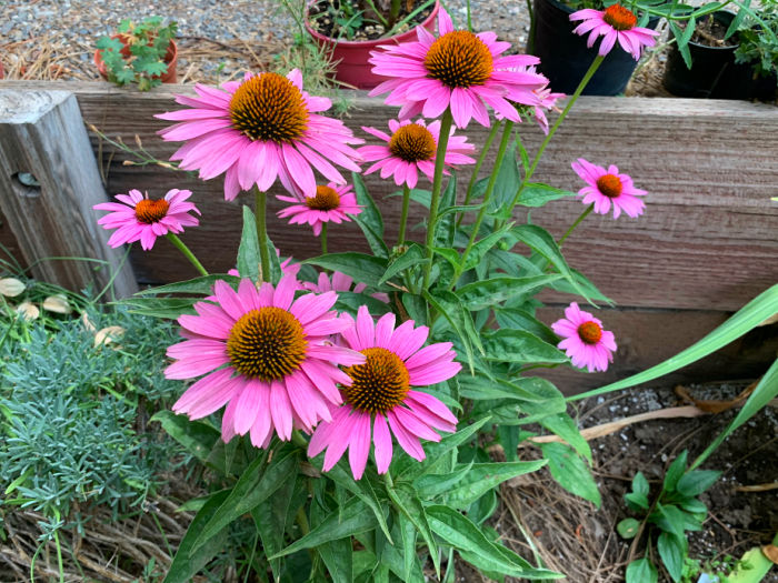 echinacea augustfolia aka coneflower leaves