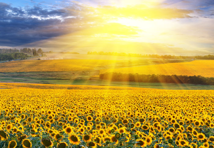 Sunset over the field of sunflowers against a cloudy sky