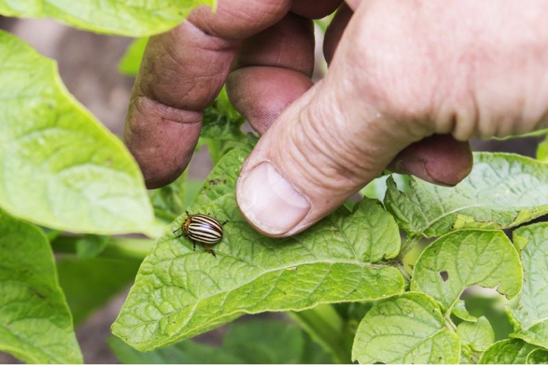 hand picking a potato bug or colorado potato beetle from potato leaf