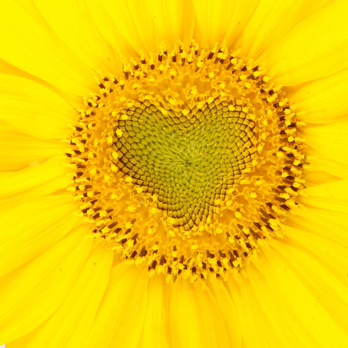 Beautiful yellow sunflower background heart shaped. Close-up