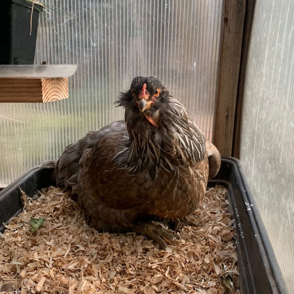 chicken sitting in wood shavings glaring at you