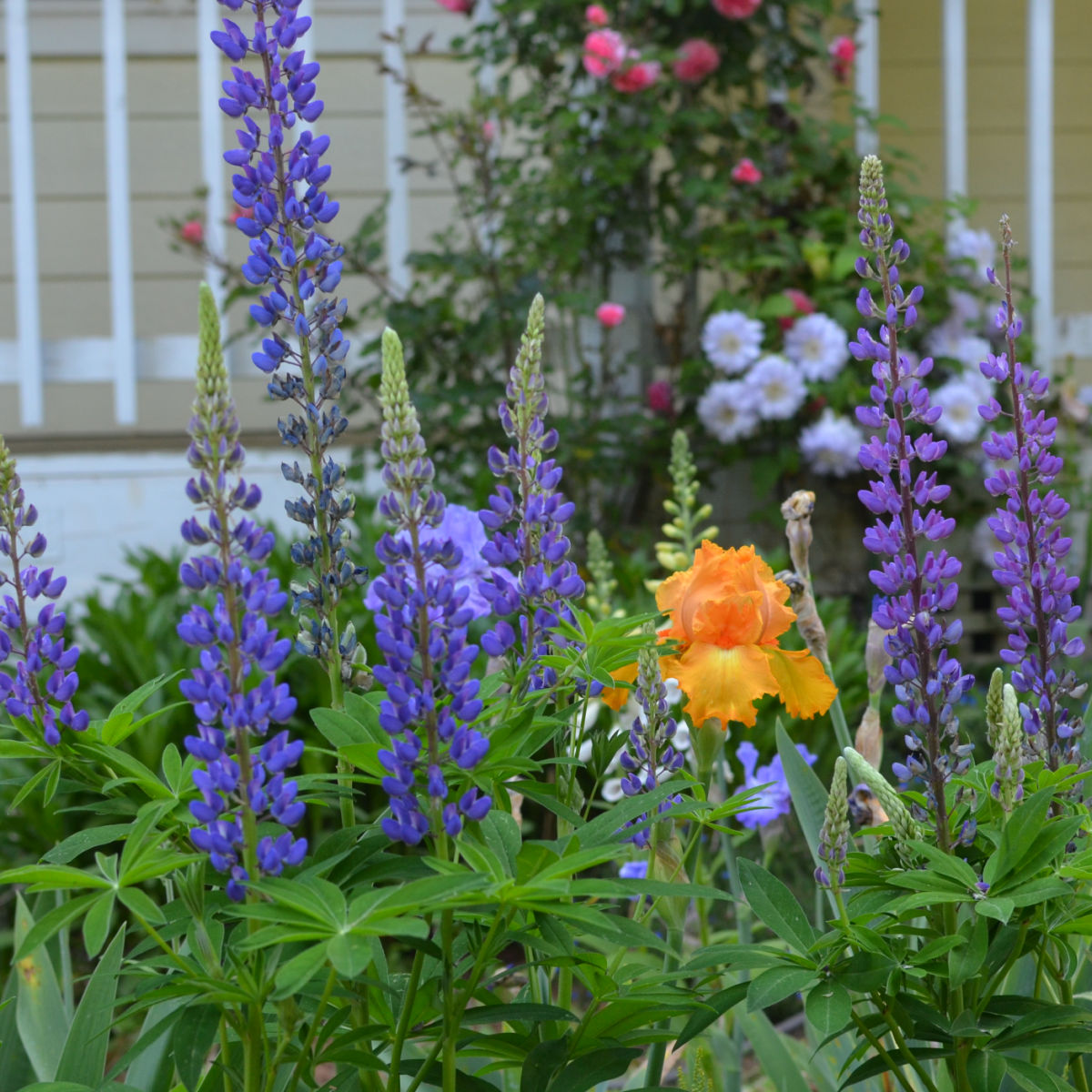 purple lupine and orange iris growing in the garden