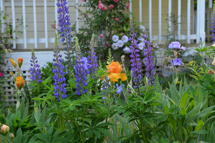 purple lupines growing with orange iris in the garden