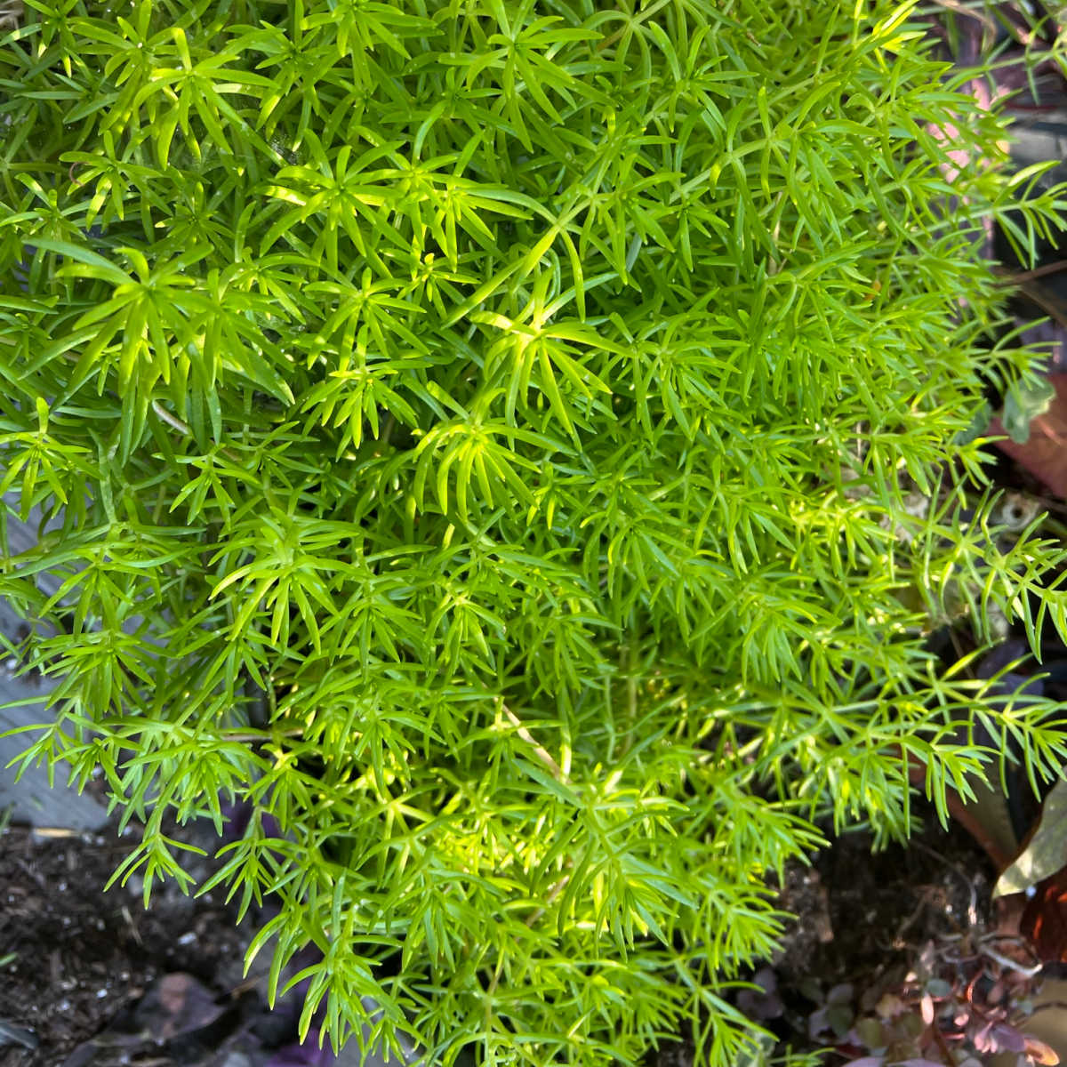 Lemon Coral Sedum