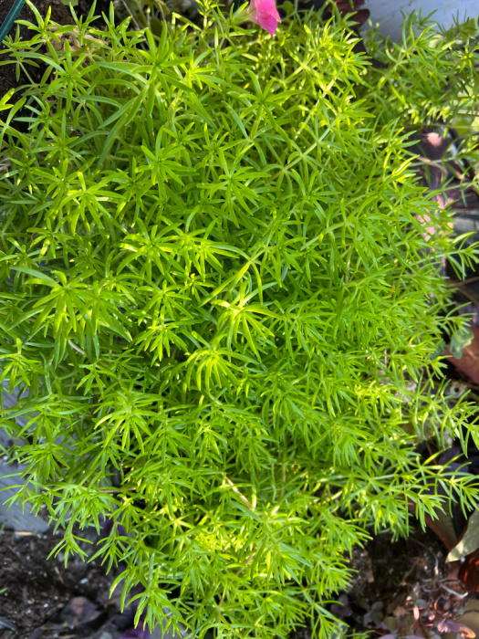 lemon coral sedum growing lushly at Flower Patch Farmhouse