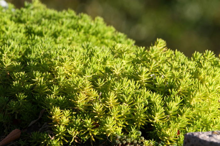 lemon coral sedum in garden