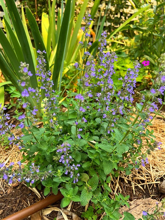 nepeta cats pajamas in the garden