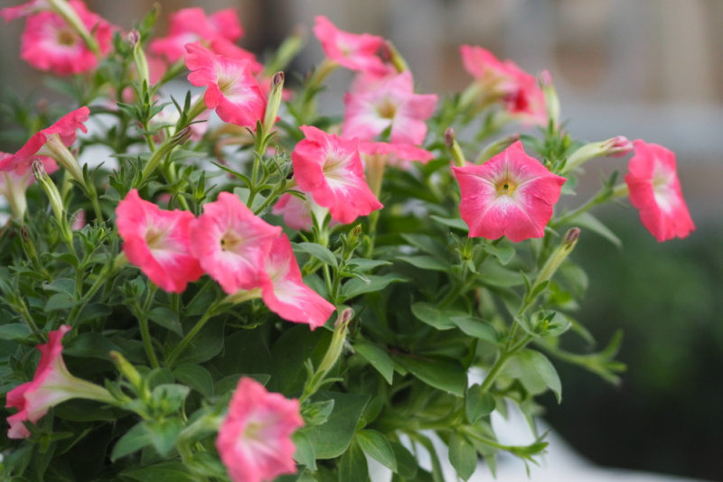 pink passion wave petunias