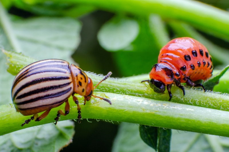 Colorado potato beetle and red larva crawling and eating potato leaves.