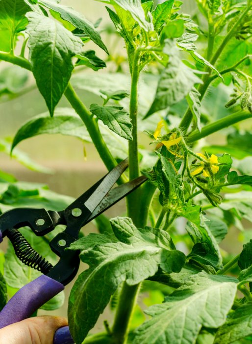 woman with garden snips cutting out a tomato shoot from a plant.