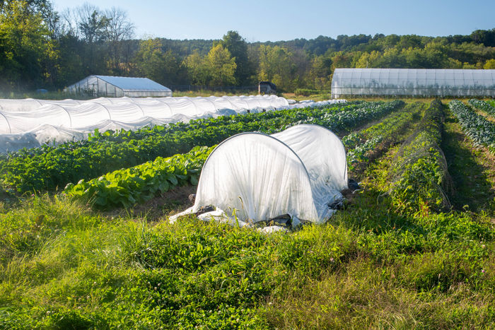 row covers on crop in field