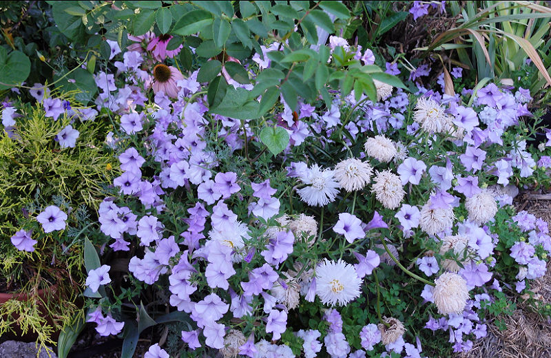 tidal wave silver petunia. Wave Petunias