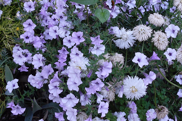 Tidal Wave silver wave petunias in the garden. no bone meal added