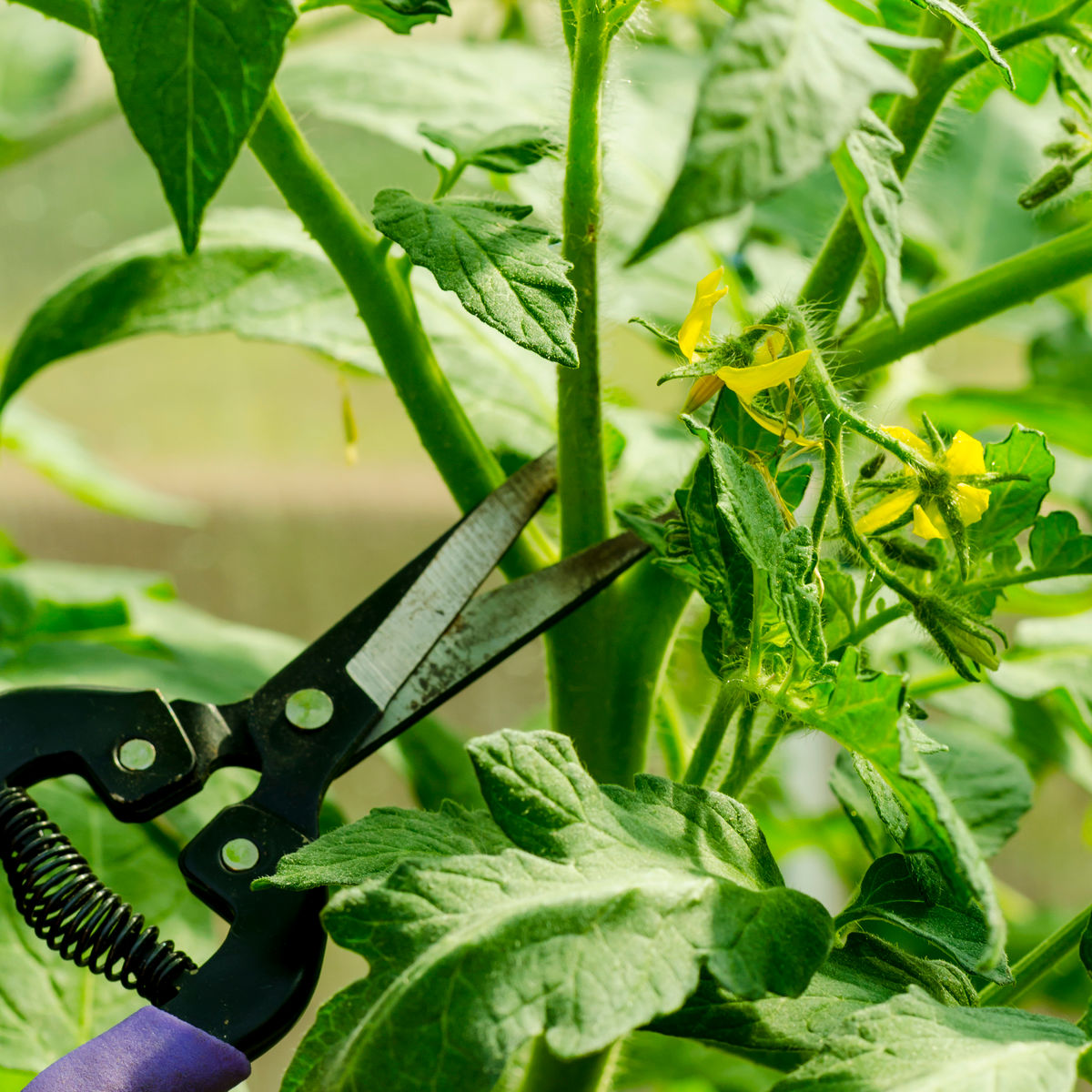 snips cutting out a tomato sucker from a plant