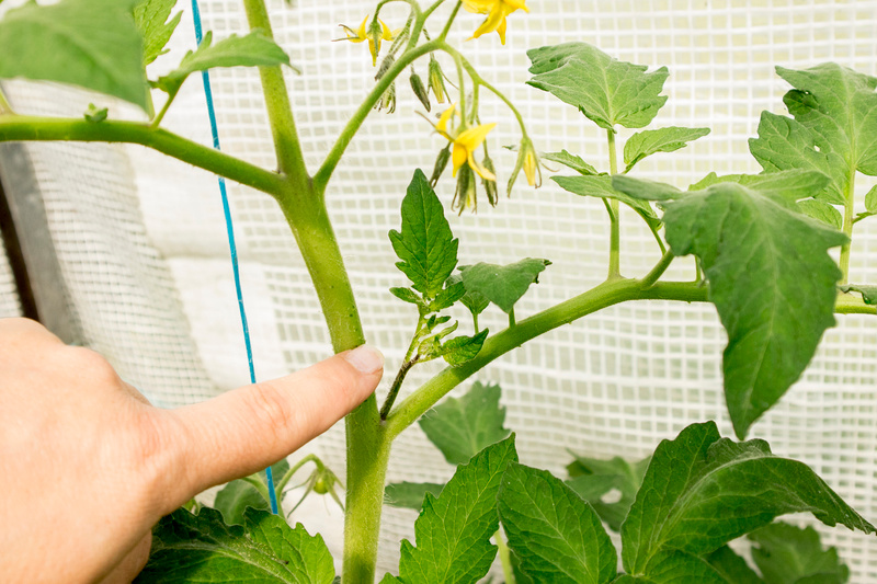 a womans finger pointing to a shoot growing between the main stem and a branch on a tomato plant. This growth is called a tomato sucker