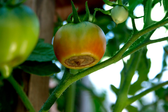 blossom end rot on tomato fruit