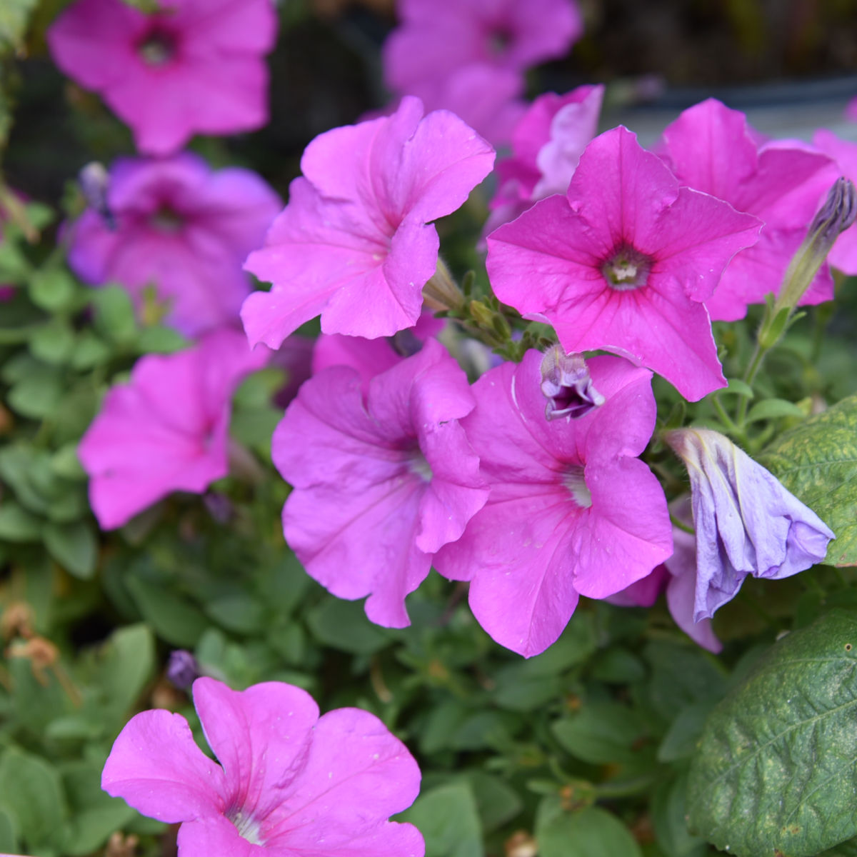 pink wave petunias