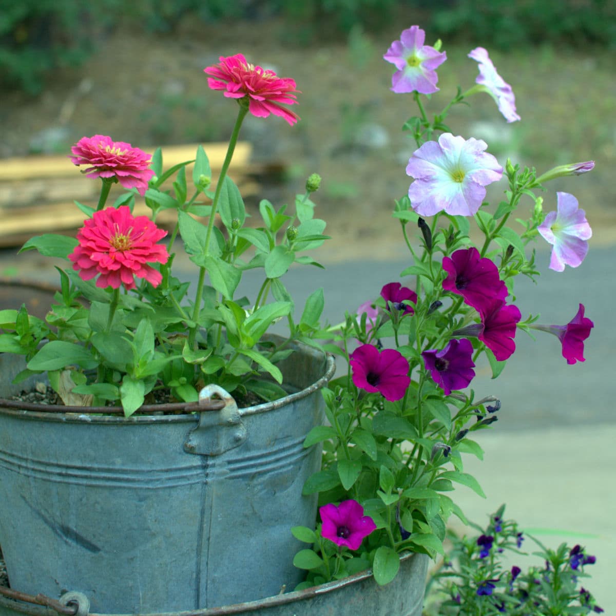 zinnias planted with petunias and violas in old buckets and tubs