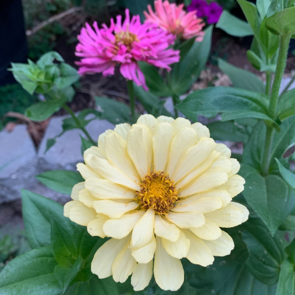 Put Zinnias in Your Vegetable Garden!