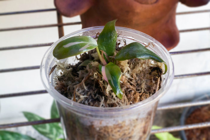 Mini philodendron pink princess in pot, cutting