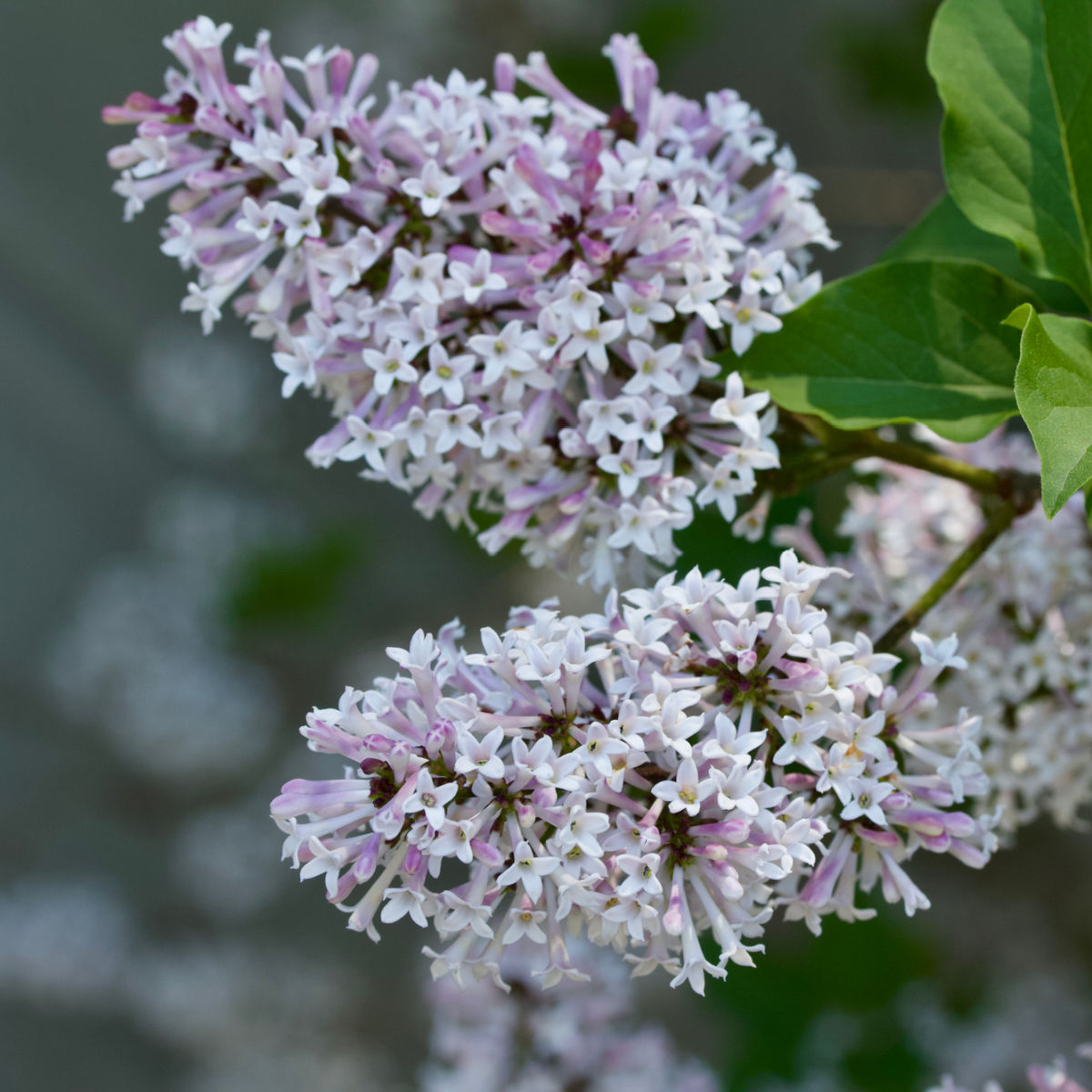 close up of miss kim lilac bloom, light lavender with green leaves