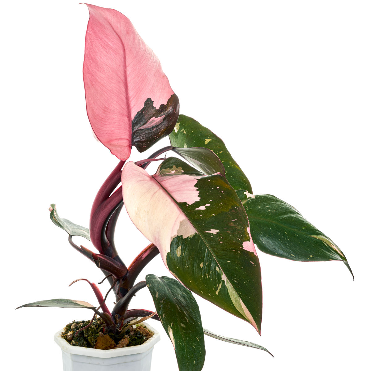 pink princess philodendron in a white pot against a white background